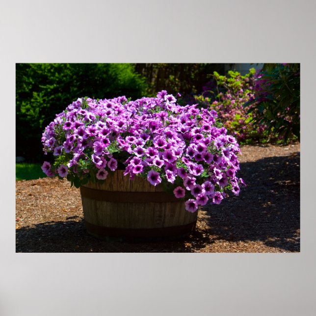 Barrel Lila Petunias Print Poster (Vorne)