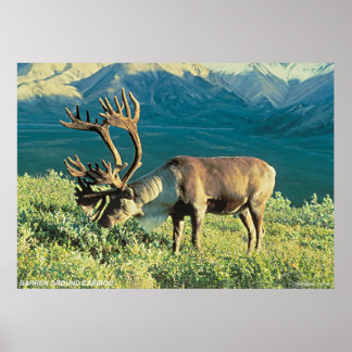 Barren Ground Caribbean Poster