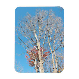 Barren Trees Magnet