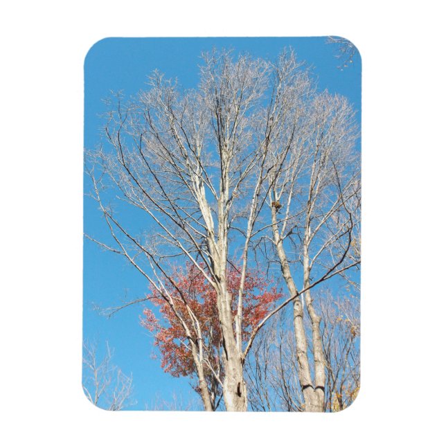 Barren Trees Magnet (Vertikal)