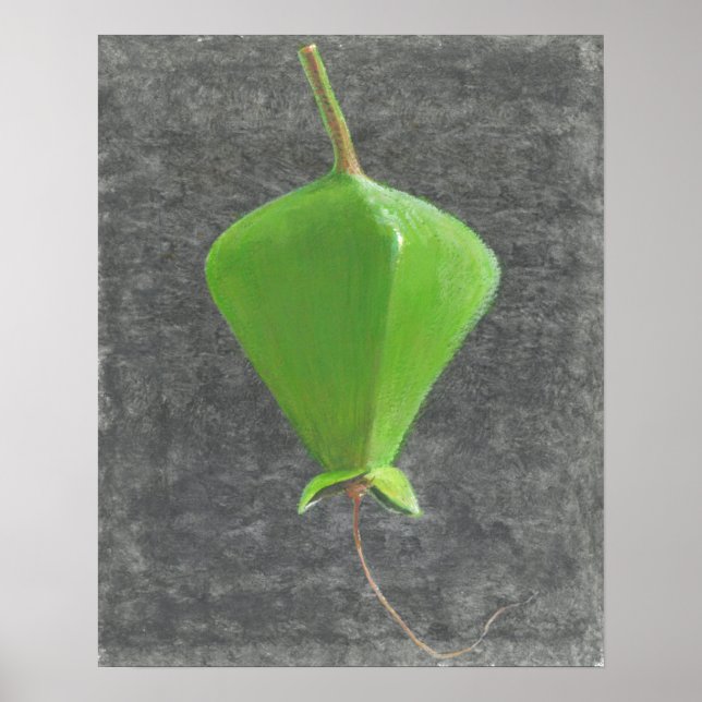 Barringtonia Acutangula Poster (Vorne)