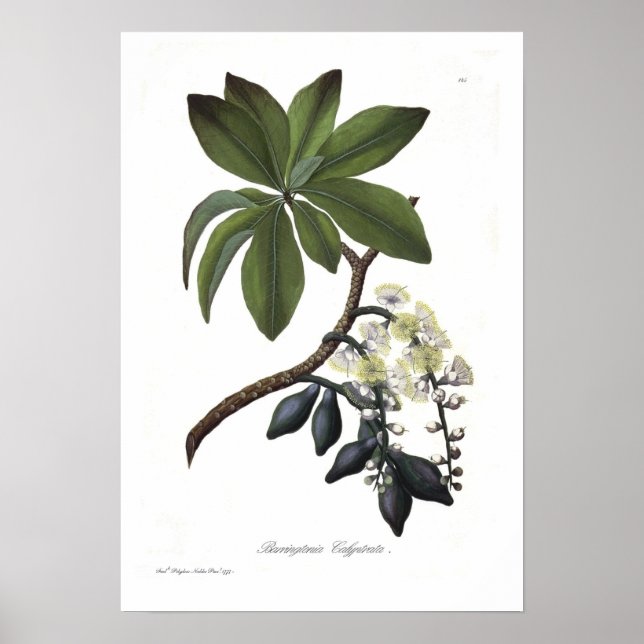 Barringtonia calyptrata poster (Vorne)