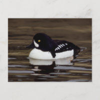 Barrows Goldeneye Wildlife Series # 16 Postcard
