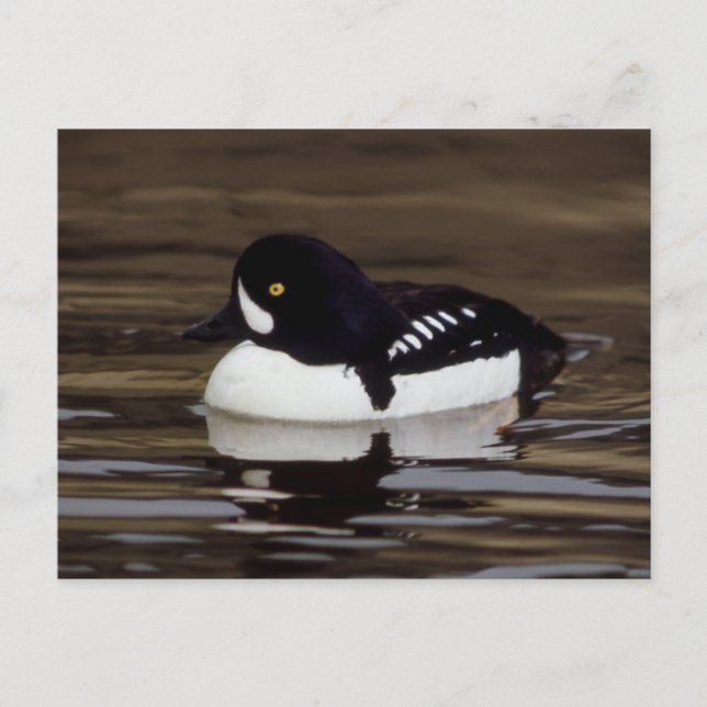 Barrows Goldeneye Wildlife Series # 16 Postcard Postkarte (Vorderseite)