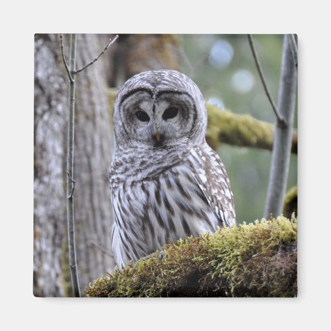 Barry Owl Lovers Magnet (Vorne)
