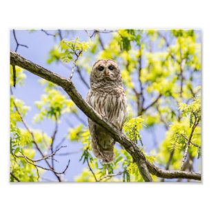 Barry Owl Springtime Fotodruck