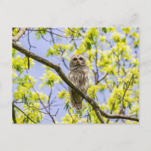 Barry Owl Springtime Postkarte