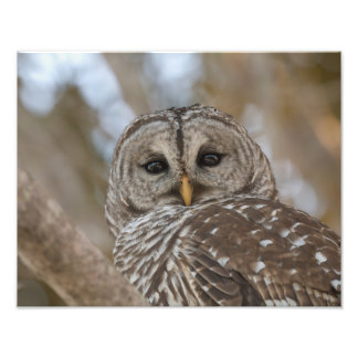 Barry Owl Wildlife Picture Fotodruck