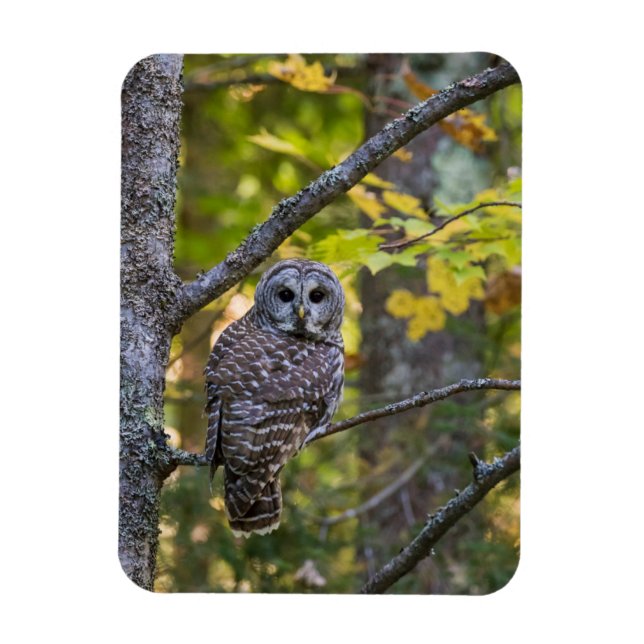 Barscheule im Herbst | Alger County, MI Magnet (Vertikal)