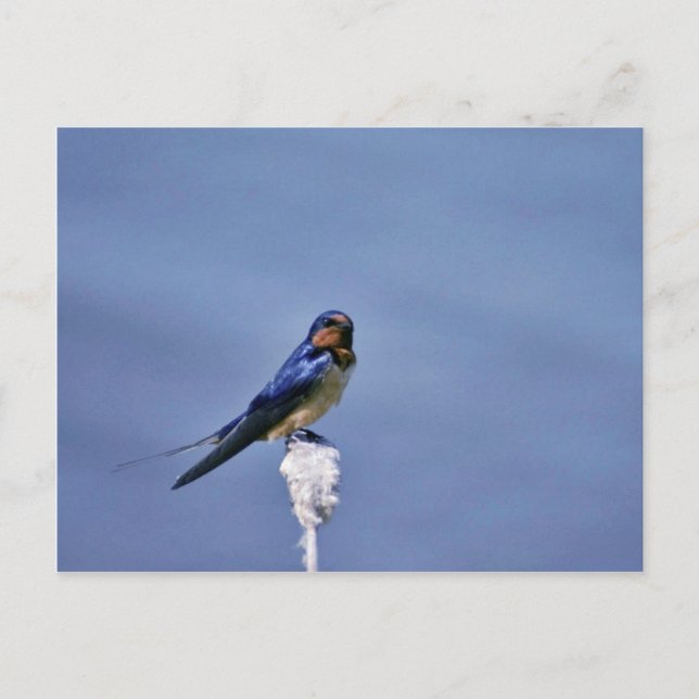 Barschlucken Postkarte (Vorderseite)