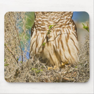 Barschuhu (Strix varia) auf einer Zypresse sitzend Mousepad
