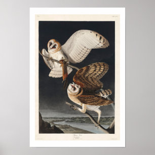 Barschüssel von Audubon Poster