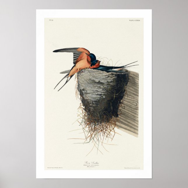 Barswallow von Audubon Poster (Vorne)