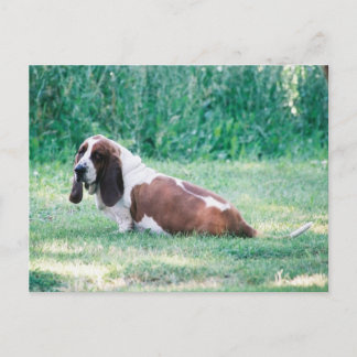 Bart die Basset Hound Postkarte 3