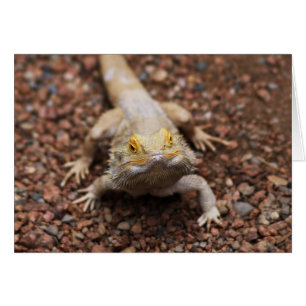Bartagame