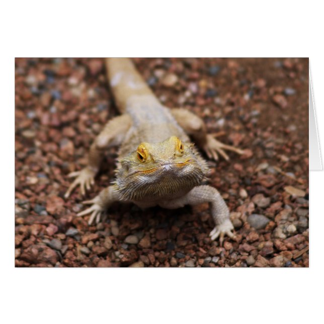 Bartagame (Vorderseite (Horizontal))