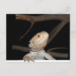 Bartagame 2 postkarte
