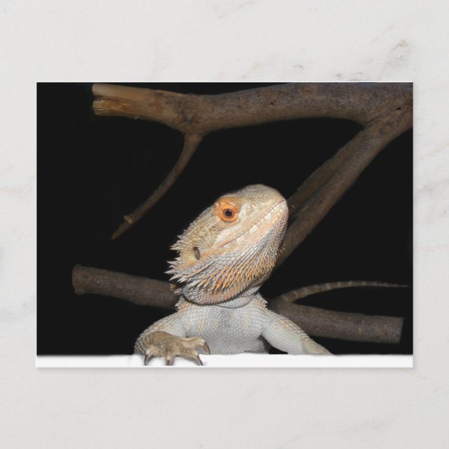 Bartagame 2 postkarte (Vorderseite)