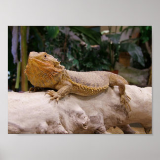 Bartagame Poster