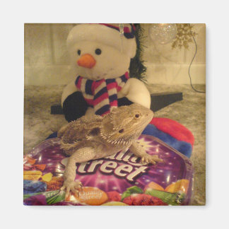Bartagame und Schneemann Magnet