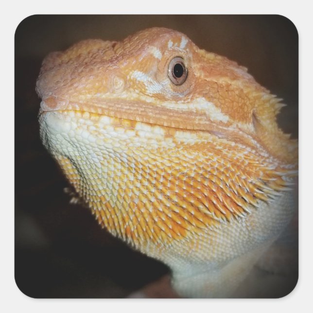 Bartard Dragon Lizard Sticker (Vorderseite)