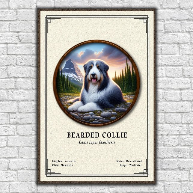 Bartcollie-Zoologie-Serie Poster (Von Creator hochgeladen)