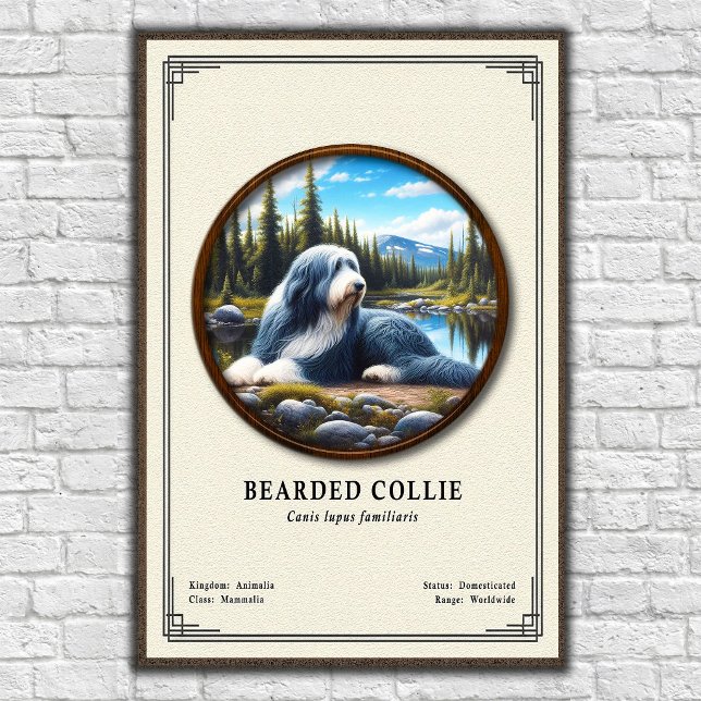 Bartcollie-Zoologie-Serie Poster (Von Creator hochgeladen)