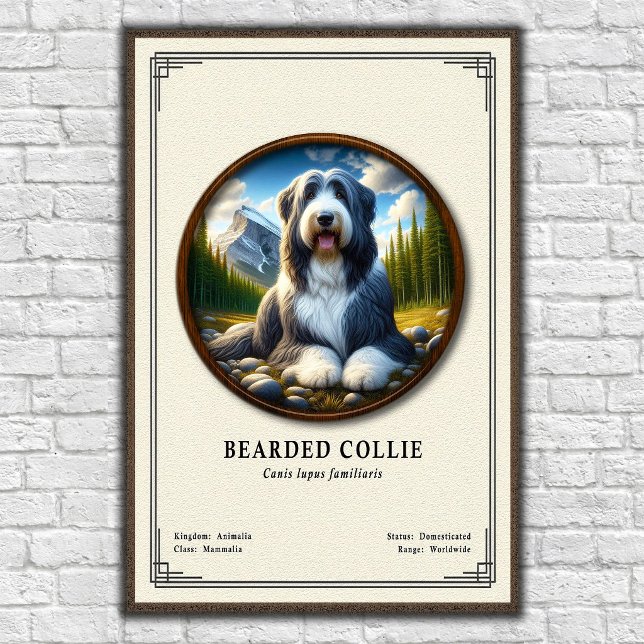 Bartcollie-Zoologie-Serie Poster (Von Creator hochgeladen)