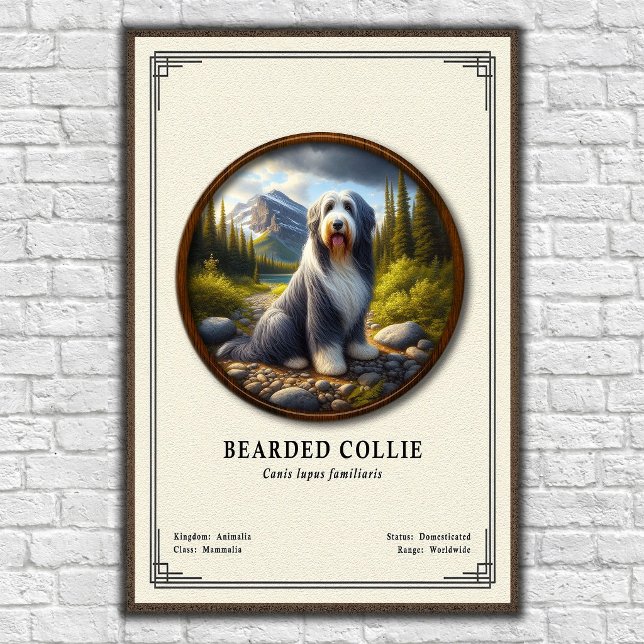 Bartcollie-Zoologie-Serie Poster (Von Creator hochgeladen)