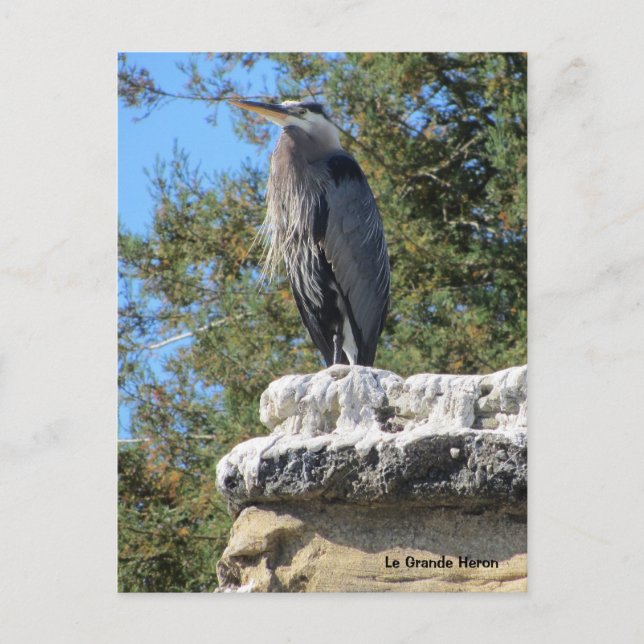 Bartded Heron Postkarte (Vorderseite)