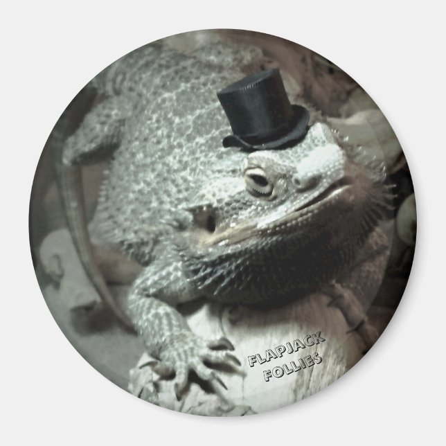 Bartdrache in einem Top Hat Magnet (Vorne)