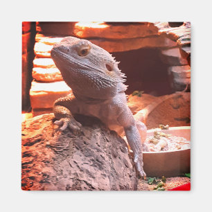 Bartdrache Magnet