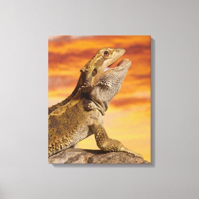 Bartdrache (Pogona Vitticeps) auf Felsen, Leinwanddruck (Vorderseite)