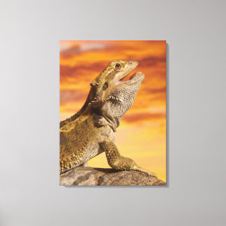 Bartdrache (Pogona Vitticeps) auf Felsen, Leinwanddruck