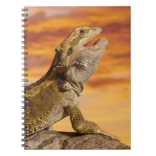 Bartdrache (Pogona Vitticeps) auf Felsen, Notizblock