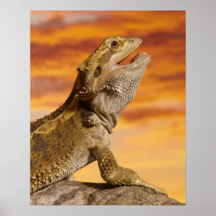 Bartdrache (Pogona Vitticeps) auf Felsen, Poster