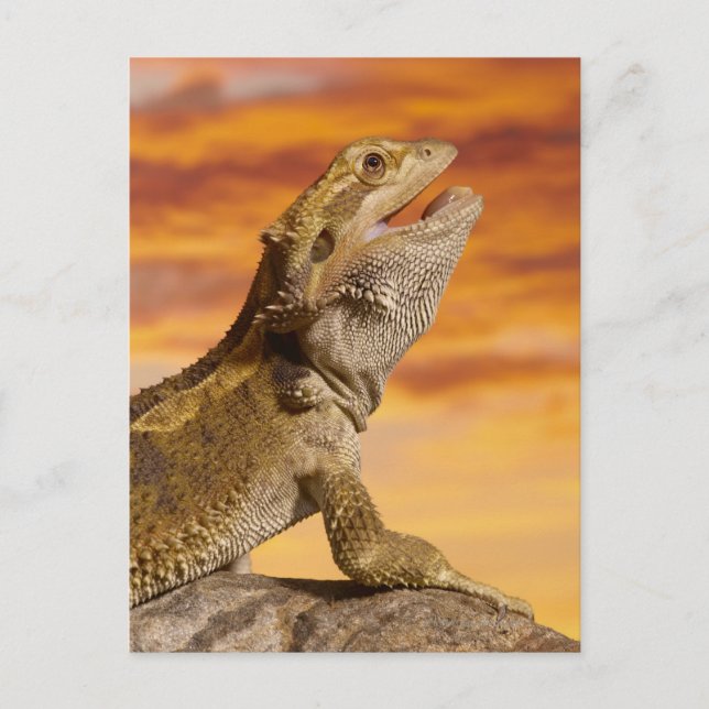 Bartdrache (Pogona Vitticeps) auf Felsen, Postkarte (Vorderseite)
