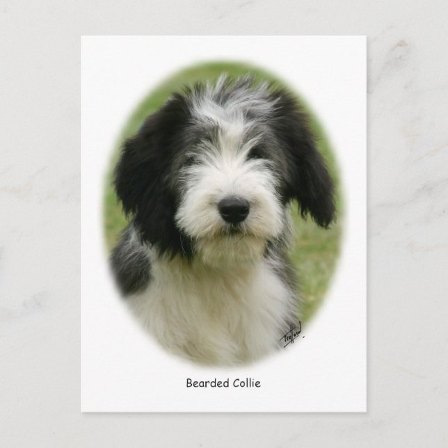 Barted Collie 9Y049D-018 Postkarte (Vorderseite)