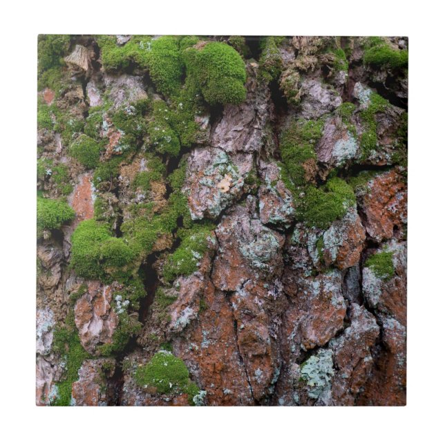 Bartenbaum Fliese (Vorderseite)