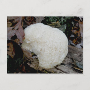 Bartentuch (Hericium erinaceus) Postkarte