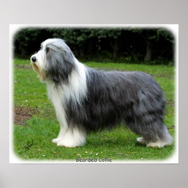 Bartete Collie 8R002D-16 Poster (Vorne)