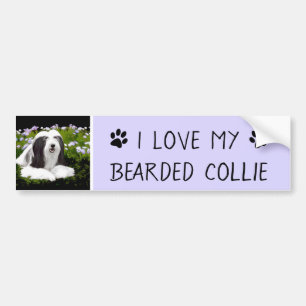 Bartete Collie Malerei - Niedliche Original Hunde  Autoaufkleber