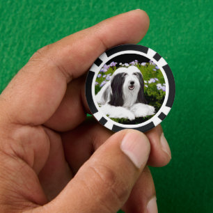 Bartete Collie Malerei - Niedliche Original Hunde  Pokerchips