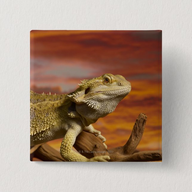 Bartete Drache (Pogona Vitticeps) auf Zweig, Button (Vorderseite)