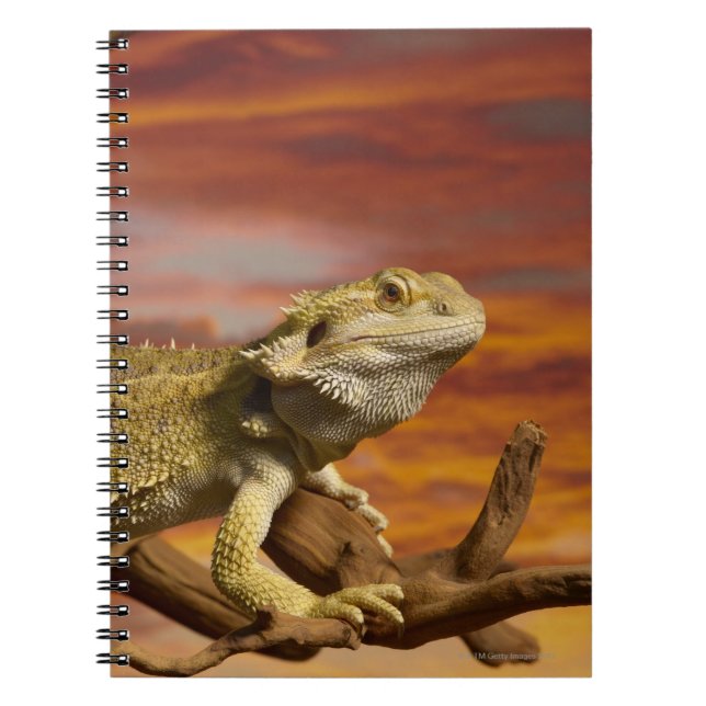 Bartete Drache (Pogona Vitticeps) auf Zweig, Notizblock (Vorderseite)