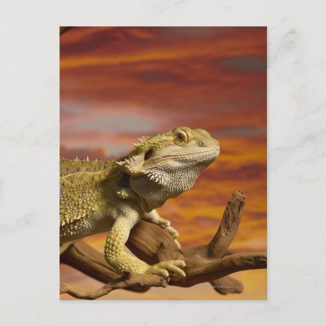 Bartete Drache (Pogona Vitticeps) auf Zweig, Postkarte (Vorderseite)