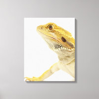 Bartete Drache (Pogona Vitticeps)