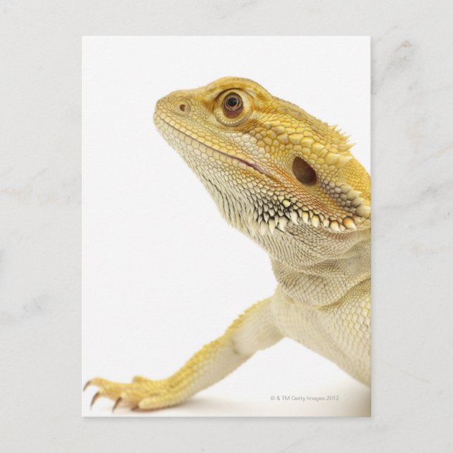 Bartete Drache (Pogona Vitticeps) Postkarte (Vorderseite)