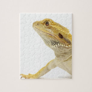 Bartete Drache (Pogona Vitticeps) Puzzle