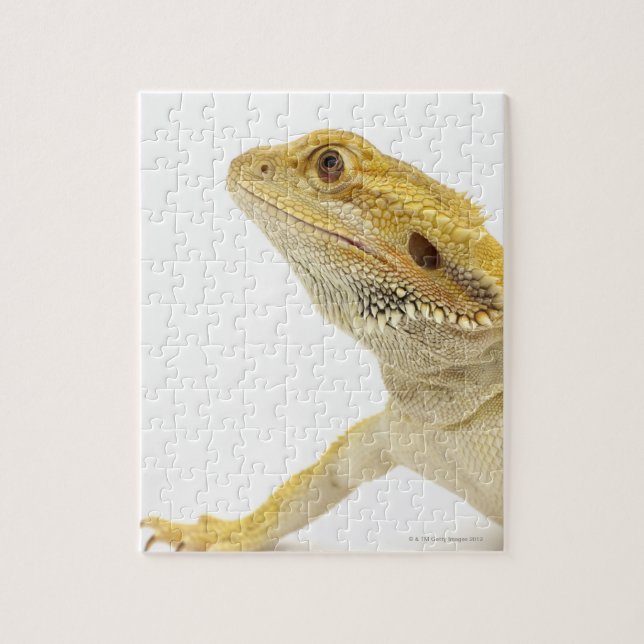 Bartete Drache (Pogona Vitticeps) Puzzle (Vertikal)